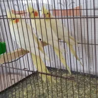 طوطی عروس مولد