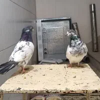 نر و ماده کله دم سبز درجه یک به شرط تخم و جوجه|پرنده|اصفهان, شاهد|دیوار