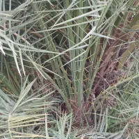 نخل نر غنامی|گل و گیاه طبیعی|چمران, |دیوار