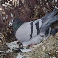 کبوتر پلاک اصل