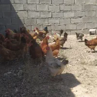 مرغ تخمگذار