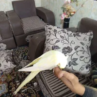 دو عدد عروس هلندی به قیمت دو میلیون تومان|پرنده|ایرانشهر, |دیوار