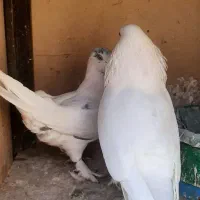 کبوتر|پرنده|محمدشهر, محمدشهر|دیوار