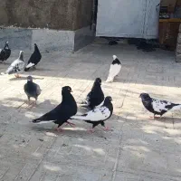 قرسیاه شاخ دار طاووسی ناب|پرنده|داراب, |دیوار