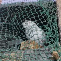 شیخی گرفتنی