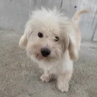 سگ شیتزو پاکوتاه