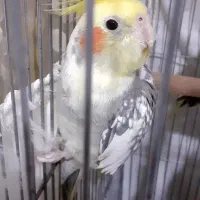 عروس هلندی|پرنده|تهران, مقدم|دیوار