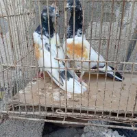 مرغ محلی ریشی|پرنده|بوشهر, |دیوار