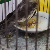 جوجه عروس هلندی