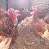 تخم نطفه دار بوقلمون از نژادهای مختلف