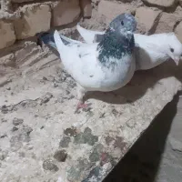 کبوتربی کاکول ماده با کاغذی ماده|پرنده|بیرانوند, |دیوار