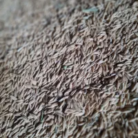 ۲تن جو|لوازم جانبی حیوانات|گل تپه, |دیوار