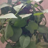 کارگر خدماتی