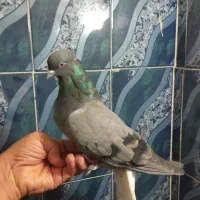 کبوتر زینتی نقشی|پرنده|اصفهان, جویباره|دیوار