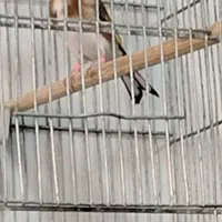 سهره لر خوان جاویدار. رحمتی|پرنده|تهران, سعیدآباد|دیوار