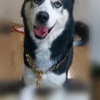 واگذاری کاملا رایگان ۲ هاسکی (شرایطی)