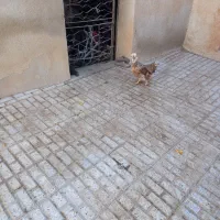 مرغ کاکلی|حیوانات مزرعه|تربت‌حیدریه, بالا ولایت|دیوار