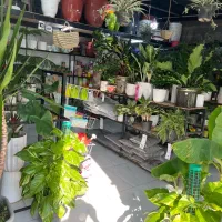 خدمات باغبانی فضای سبز گلهای اپارتمانی