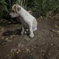 سگ پیت بول ماده