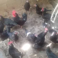 مرغ و خروس محلی