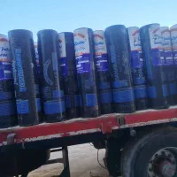 ایزوگام سالاری