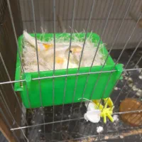 قناری|پرنده|یزد, |دیوار