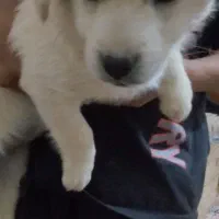 سگ پاکوتاه|سگ|رفسنجان, |دیوار