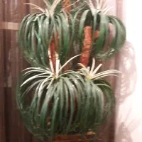 درختچه مصنوعی
