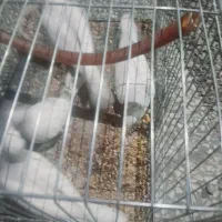 کبوتر خانگی|پرنده|میرجاوه, |دیوار