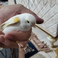 قناری سفید ماده هم قرچک هم پیروزی مترو ابن سینا|پرنده|قرچک, مهدیه|دیوار