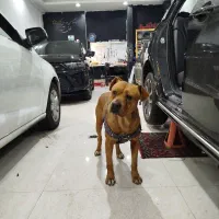 فروش سگ بیت بول