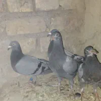 کبوتر