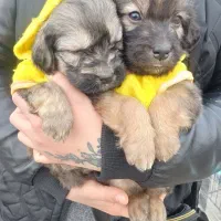 سگ تریر|سگ|تهران, حافظیه|دیوار