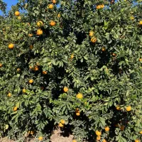 پرتقال تامسون و خونی|عمدهفروشی|گرگان, |دیوار