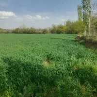 فروش زمین زراعی|فروش زمین و ملک کلنگی|فیرورق, |دیوار