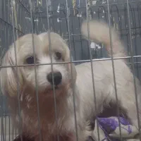 سگ پاکوتاه خوشکل ۷ماه|سگ|احمدسرگوراب, |دیوار