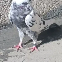 کفترتضمینی