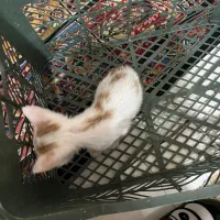 واگذاری یک عدد گربه کوچک