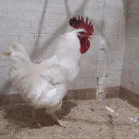 خروس زینتی لگهورن