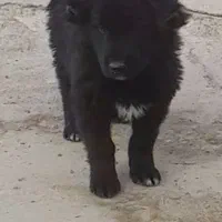 یه جفت تواه قدرجونی|سگ|قهدریجان, |دیوار