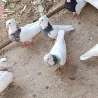 شادگان|پرنده|شادگان, |دیوار