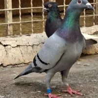 دوخط پلاکی
