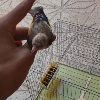 سهره جوجه قفس|پرنده|کرمانشاه, |دیوار