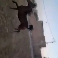 کره نریان ۳۰ ماه|اسب و تجهیزات اسبسواری|تهران, امام خمینی|دیوار