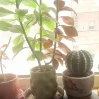 گل بزرگ فردوس مطبق وکاکتوس
