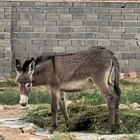 خر باربر|حیوانات مزرعه|یزد, |دیوار
