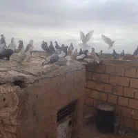 ساده و اصلی همه پرشی