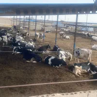 کارگر گاوداری شیری