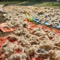 پشم گوسفندی بهاره و پاییزه|رختخواب، بالش، پتو|احمدسرگوراب, |دیوار