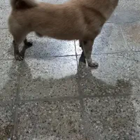 سگ نر